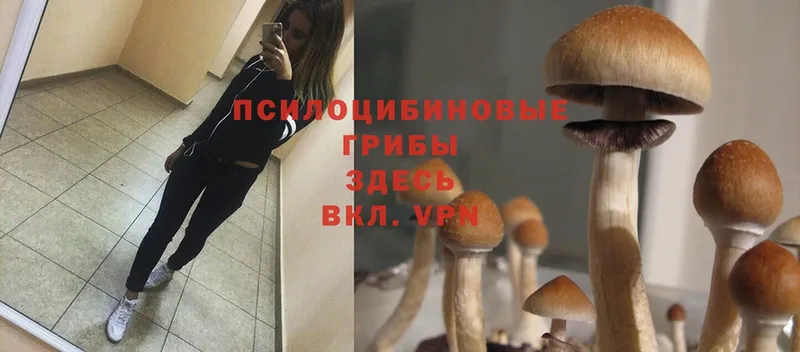 kraken ТОР  Верхний Тагил  Псилоцибиновые грибы Psilocybine cubensis 